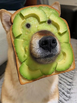 Avocado Toast